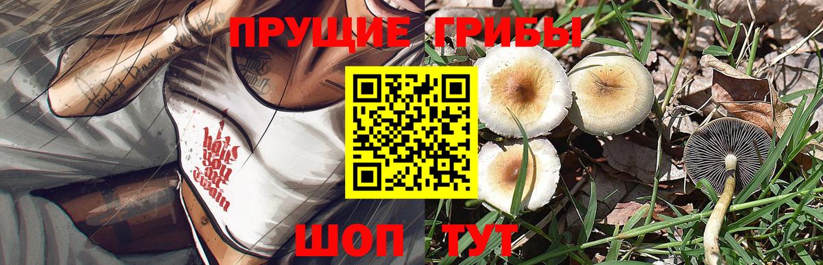 Псилоцибиновые грибы Psilocybe Петропавловск-Камчатский